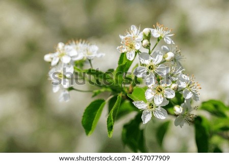 A cluster of white flowers with green leaves. The image has a serene and peaceful mood, as the flowers are in full bloom and the leaves are lush and green