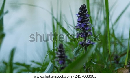 Bugleweed beauty aka Blue bugle: Floral encounter Ajuga Reptans in meadow landscapes. Spring season