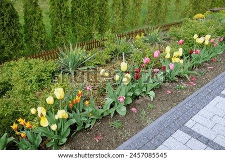 Colorful tulips of various species grow in a well-kept garden Royalty-Free Stock Photo #2457085545