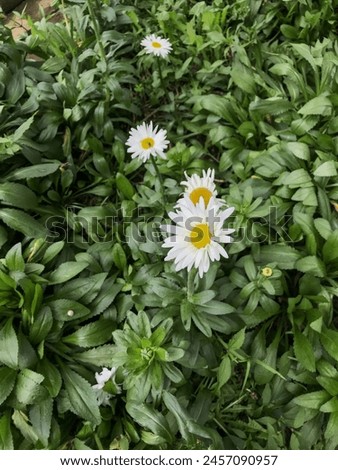 A vibrant field of white blooming flowers, ideal for nature backgrounds, floral designs, garden themes, spring concepts, and botanical illustrations. Royalty-Free Stock Photo #2457090957