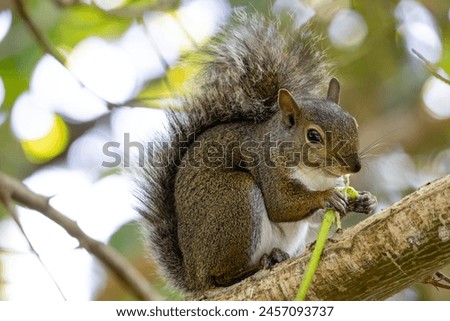 A gray squirrel perched on a tree branch, nibbling on a leaf, with its bushy tail arched over its back in a lush, leafy environment Royalty-Free Stock Photo #2457093737