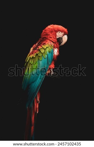 ara chloroptere parrot perching on black background