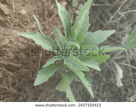 Artemisia douglasiana is used by Native American tribes as a medicinal plant to relieve joint pain and headaches, and to treat abrasions and rashes (including poison ivy). 