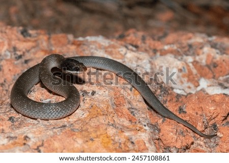 A beautiful red-lipped herald snake (Crotaphopeltis hotamboeia), also called a herald snake, displaying its signature defensiveness  Royalty-Free Stock Photo #2457108861