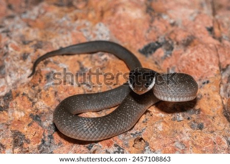A beautiful red-lipped herald snake (Crotaphopeltis hotamboeia), also called a herald snake, displaying its signature defensiveness  Royalty-Free Stock Photo #2457108863