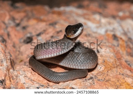 A beautiful red-lipped herald snake (Crotaphopeltis hotamboeia), also called a herald snake, displaying its signature defensiveness  Royalty-Free Stock Photo #2457108865