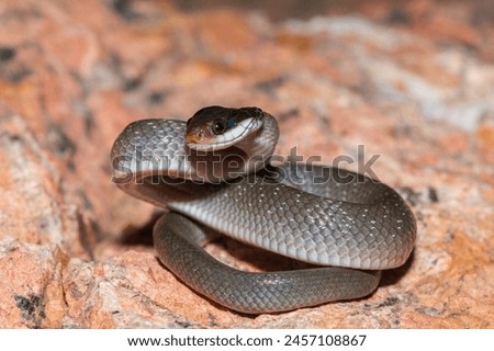 A beautiful red-lipped herald snake (Crotaphopeltis hotamboeia), also called a herald snake, displaying its signature defensiveness  Royalty-Free Stock Photo #2457108867