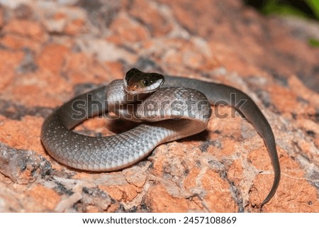 A beautiful red-lipped herald snake (Crotaphopeltis hotamboeia), also called a herald snake, displaying its signature defensiveness  Royalty-Free Stock Photo #2457108869