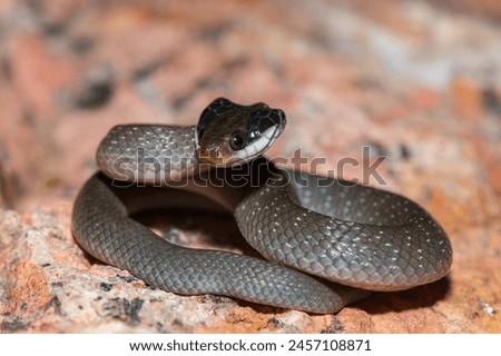 A beautiful red-lipped herald snake (Crotaphopeltis hotamboeia), also called a herald snake, displaying its signature defensiveness  Royalty-Free Stock Photo #2457108871