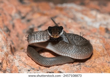 A beautiful red-lipped herald snake (Crotaphopeltis hotamboeia), also called a herald snake, displaying its signature defensiveness  Royalty-Free Stock Photo #2457108873