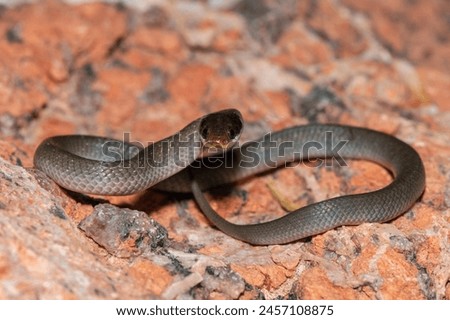 A beautiful red-lipped herald snake (Crotaphopeltis hotamboeia), also called a herald snake, displaying its signature defensiveness  Royalty-Free Stock Photo #2457108875