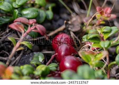 A low lying bush with yellow and green leaves. The bush contains partridgeberries or lingonberries.  The bush is on a number of flat light colored rocks. The sun is shining on the rocks and berries. Royalty-Free Stock Photo #2457113767