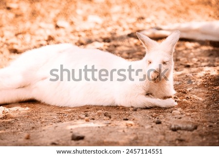 #White kangaroo. Albino kangaroo. Very rare specie of kangaroo called albino#