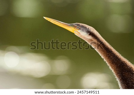 The Australasian darter or Australian darter is a species of bird in the darter family, Anhingidae. It is found in Australia, Indonesia, and Papua New Guinea. 