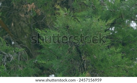 Cupressus Branch With Young Cones. Branches Of Mediterranean Cypress Tree Or Cupressus Sempervirens With Foliage And Cones. Still. Royalty-Free Stock Photo #2457156959