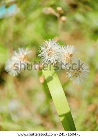 Cyanthillium cinereum flowers also known as little ironweed, Dandelion plant with one flower and two others without petals, on a sunny day. Fluffy meadow salsify, seeds.