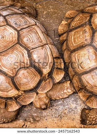 a photography of two turtles sitting on the ground next to each other.