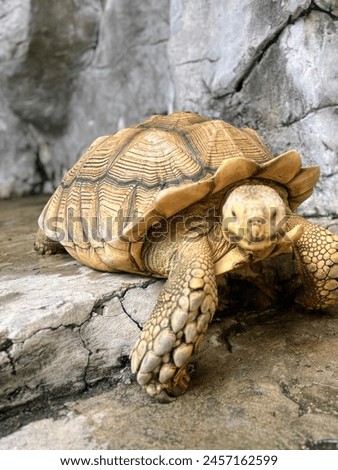 a photography of a turtle sitting on a rock in a zoo.
