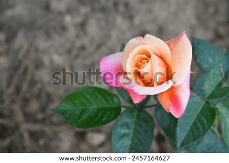 Beautiful pink yellow rose flower closeup in garden, A very beautiful rose flower bloomed on the rose tree, Rose flower, bloom flowers, Natural spring flower,  Nature