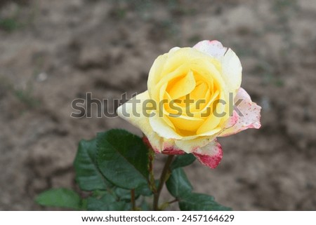 Beautiful yellow rose flower closeup in garden, A very beautiful rose flower bloomed on the rose tree, Rose flower, bloom flowers, Natural spring flower,  Nature