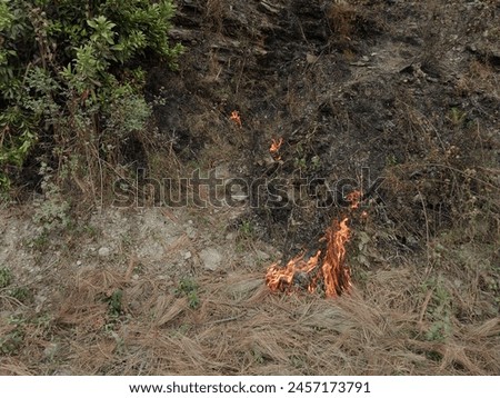 Forest caught fire in Uttarakhand