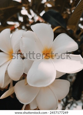 Frangipani flower, is a group of plants in the genus Plumeria. The shape is a small tree with rare but thick leaves. The fragrant flowers are very distinctive, with a white crown to purplish red. Royalty-Free Stock Photo #2457177249