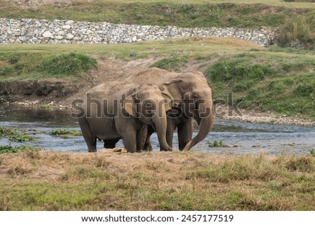 ‎Two rescued female elephants stand together freely at chitwan, Nepal on Sunday, ‎March ‎24, ‎2024