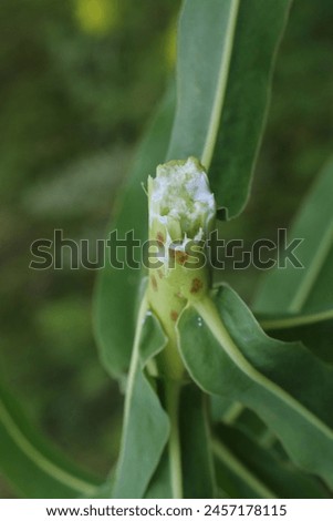 Euphorbia nuda, Euphorbia palustris, Euphorbiaceae. Wild plant shot in spring.
 Royalty-Free Stock Photo #2457178115