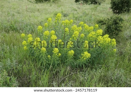 Euphorbia nuda, Euphorbia palustris, Euphorbiaceae. Wild plant shot in spring.
 Royalty-Free Stock Photo #2457178119