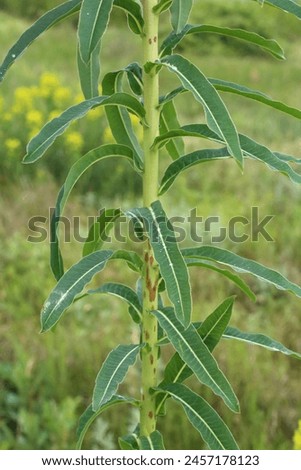 Euphorbia nuda, Euphorbia palustris, Euphorbiaceae. Wild plant shot in spring.
 Royalty-Free Stock Photo #2457178123