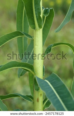 Euphorbia nuda, Euphorbia palustris, Euphorbiaceae. Wild plant shot in spring.
 Royalty-Free Stock Photo #2457178125