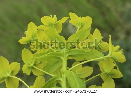 Euphorbia nuda, Euphorbia palustris, Euphorbiaceae. Wild plant shot in spring.
 Royalty-Free Stock Photo #2457178127