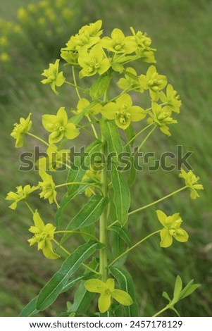 Euphorbia nuda, Euphorbia palustris, Euphorbiaceae. Wild plant shot in spring.
 Royalty-Free Stock Photo #2457178129