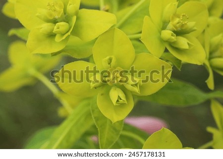 Euphorbia nuda, Euphorbia palustris, Euphorbiaceae. Wild plant shot in spring.
 Royalty-Free Stock Photo #2457178131