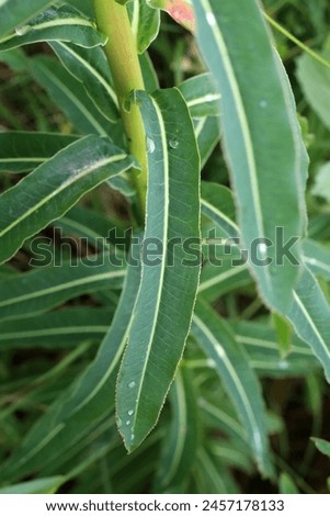 Euphorbia nuda, Euphorbia palustris, Euphorbiaceae. Wild plant shot in spring.
 Royalty-Free Stock Photo #2457178133