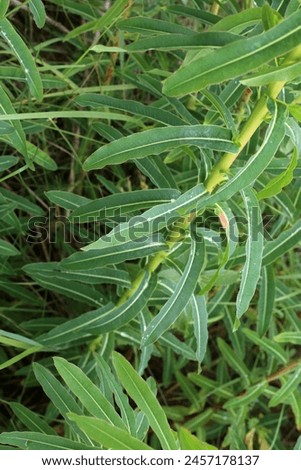 Euphorbia nuda, Euphorbia palustris, Euphorbiaceae. Wild plant shot in spring.
 Royalty-Free Stock Photo #2457178137
