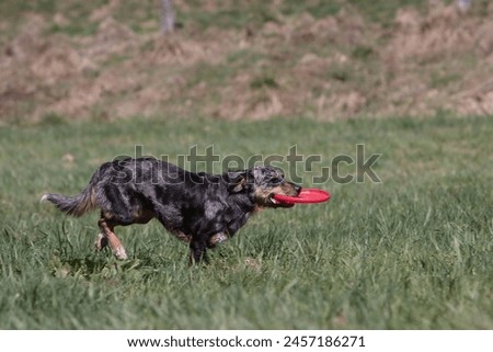 Dog playing with a disc