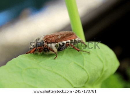 cockchafer, beetle, may bug, insect, leaf background