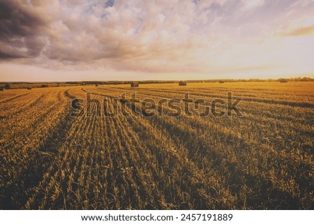 A field with haystacks on a summer or early autumn evening with a cloudy sky in the background. Procurement of animal feed in agriculture. Rural landscape at sunset or sunrise. Vintage film aesthetic.