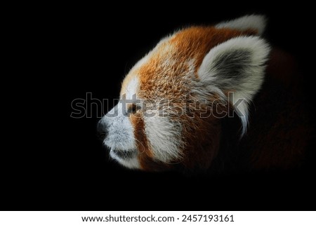 Beautiful cute Red Panda in dark. Portrait of an animal. Amazing wildlife scene in Asia. Ailurus fulgens. Cute little red bear.