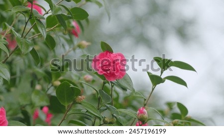 Pink Rose Like Blooms Camellia Flower And Buds. Blooming Pink Camellia. Pink Camellia In Flower. Close up. Royalty-Free Stock Photo #2457196199