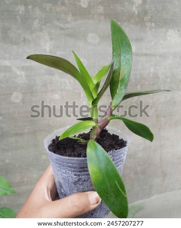 defocused abstract background of green leaves and plant 