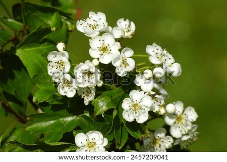 Close up white flowers of common hawthorn, one-seed hawthorn (Crataegus monogyna) rose family Rosaceae. Dutch garden, May.                                Royalty-Free Stock Photo #2457209041