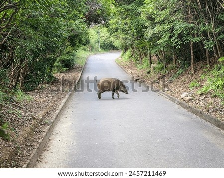 Serene Encounter with a Wild Boar on a Forest Trail