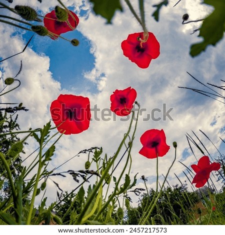 View from below of blooming poppy flowers on green meadow. Papaveraceae family plants in the botanical garden. Floral background. Royalty-Free Stock Photo #2457217573