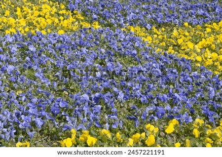 Beautiful violet and yellow pansies in the spring garden. Vivid pansy flowers at the flowerbeds in ukrainian colors. Flower summer background. Spring time blossoming blue romantic pansies blooming
