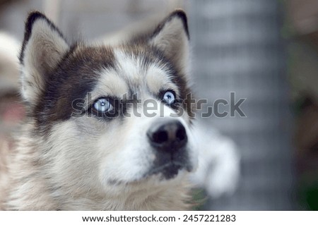 Alaskan Malamute with blue eyes. The Arctic Malamute is a wonderful fairly large dog native type designed to work in harness, one of the oldest breeds of dogs