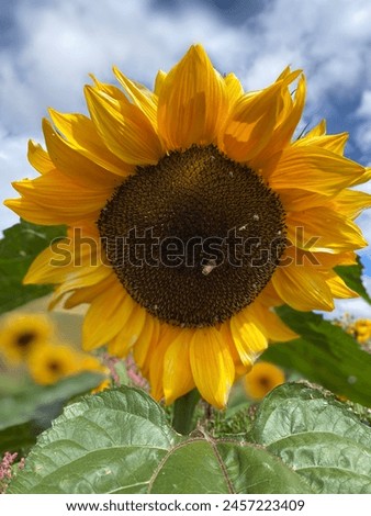 Beautiful sunflowers at the sunflower field 