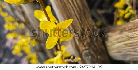 Yellow flowers of forsythia in spring