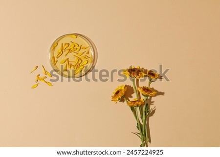 Minimal scene with view from above of a petri dish filled with Calendula flower oil decorated with few branches of Calendula flowers. Calendula is a flowering plant also known as marigold